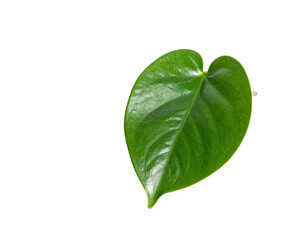 Fototapeta premium A single vibrant green heart shaped leaf isolated on a white background.
