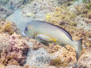 コロダイ, Painted Sweetlips, Diagramma pictum, イサキ科,
シマアジ, White Trevally, Striped Jack, アジ科,
共生している。
他の群れ。
静岡県伊豆半島南伊豆町中木ヒリゾ浜-2025年
