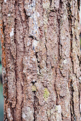 tree bark texture
