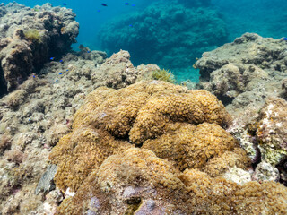 ニホンアワサンゴ, Alveopora japonica Eguchi, ミドリイシ科,
他の群れ。
静岡県伊豆半島南伊豆町中木ヒリゾ浜-2025年
