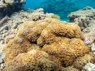 Fototapeta premium ニホンアワサンゴ, Alveopora japonica Eguchi, ミドリイシ科, 他の群れ。 静岡県伊豆半島南伊豆町中木ヒリゾ浜-2025年 