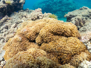 ニホンアワサンゴ, Alveopora japonica Eguchi, ミドリイシ科,
他の群れ。
静岡県伊豆半島南伊豆町中木ヒリゾ浜-2025年
