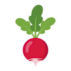 Vibrant Radish Illustration: A Simple and Fresh Graphic Representation for Various Purposes