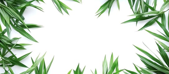 Fototapeta premium Fresh green grass border isolated on clean white background