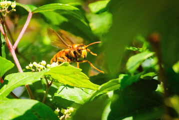 キイロスズメバチ