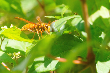 キイロスズメバチ