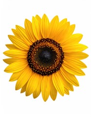 Fototapeta premium Bright yellow sunflower isolated, centered