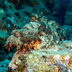 Camouflaged fish on reef