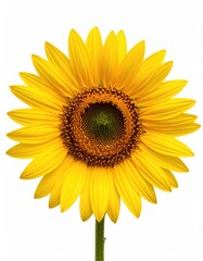 Fototapeta premium Sunflower with bright yellow petals