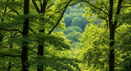 lush green forest canopy view.