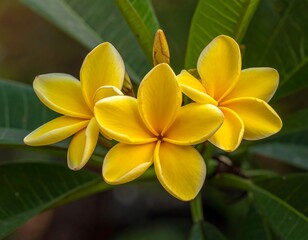 Close Up of Yellow Plumeria Flowers.