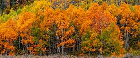 Row of brilliant aspen trees at its peak color during autumn in Gunnison national forest Colorado , Panoramic view