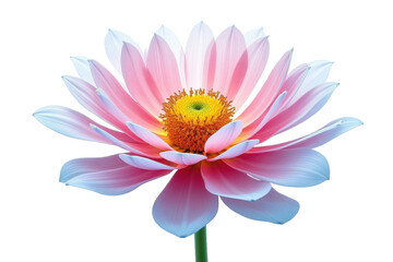 Obraz premium Delicate pink dahlia flower isolated on transparent background