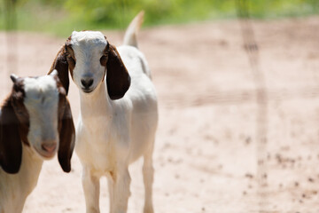Goats are relaxing in the farm happily, goats are looking at us while taking a leisurely walk, goats, goat farm, good goat raising on the farm