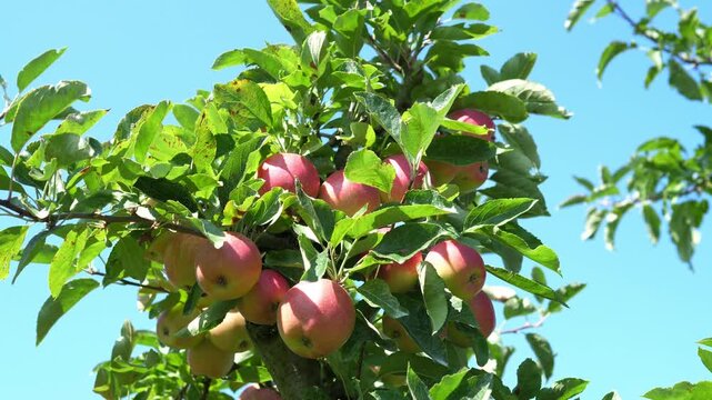 Ripe organic apples are hanging on the apple tree. The concept of harvesting and farming