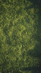 Close-up of thick, green grass in natural sunlight