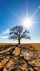 Bare tree against sunny bright sky