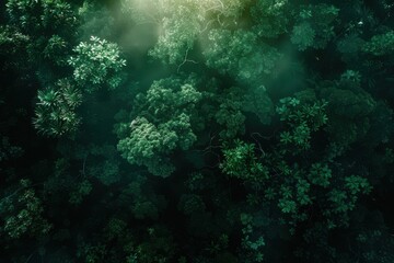 Aerial view of dense, lush green forest canopy with mist, showcasing the vibrant foliage and natural beauty of the landscape.