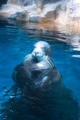 あざらし、仙人