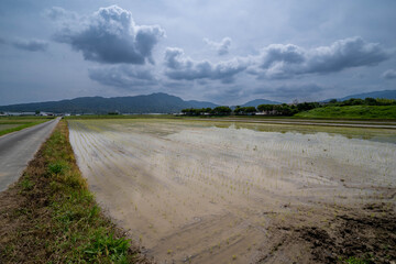 The rice fields have just finished planting in countryside of Fukuoka prefecture, JAPAN.