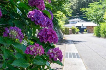 Flowers of hydrangea are bloom beside a path in local village in Nagasaki prefecture, Japan.