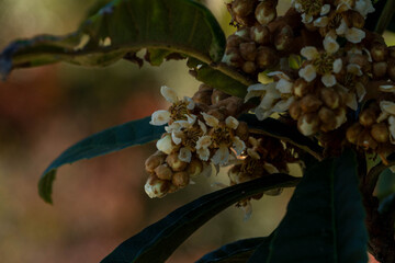 Loquat flowers are in bloom in park of Fukuoka prefecture, JAPAN.