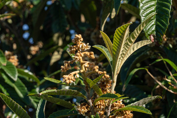 Loquat flowers are in bloom in park of Fukuoka prefecture, JAPAN.