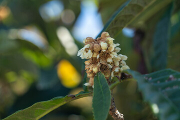 Loquat flowers are in bloom in park of Fukuoka prefecture, JAPAN.