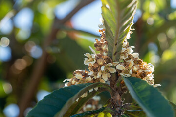 Loquat flowers are in bloom in park of Fukuoka prefecture, JAPAN.