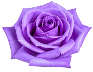 Purple rose blossom on a white background