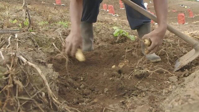 El momento de sacar papas de la tierra en el campo.