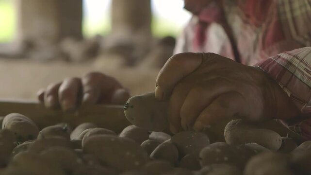 Un close-up de manos r&uacute;sticas clasificando papas en la granja.