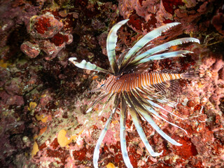 ハナミノカサゴ, Red Lionfish, Pterois volitans, ミノカサゴ亜科,
他の群れ。
静岡県伊豆半島南伊豆町中木ヒリゾ浜-2025年
