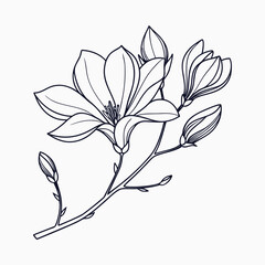 Elegant Magnolia Flower Outline Clean Floral Design.