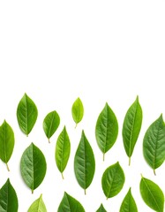 Pattern of fresh green leaves on a white background