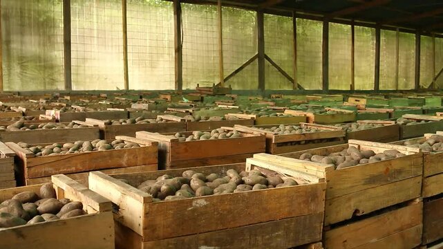  Un almac&eacute;n lleno de cajas de madera repletas de papas.