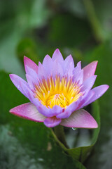pink water lily