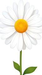 Isolated, detailed, and realistic daisy flower on a white backdrop