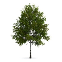 Isolated deciduous tree with white bark and lush green foliage, on white background