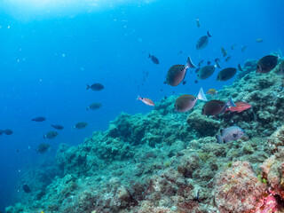 Fototapeta premium ホウライヒメジ, Whitesaddle goatfish, Parupeneus ciliatus, ヒメジ科, メジナ, Largescale Blackfish, Girella punctata, イスズミ科, ニザダイ（ニザダイ科）, Sawtail, Prionurus scalprum, 他の群れ。 静岡県伊豆半島南伊豆町中木ヒリゾ浜-2025年 