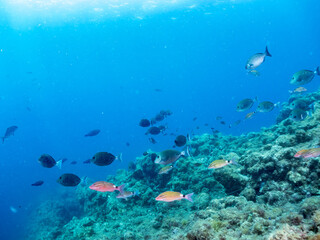 ホウライヒメジ, Whitesaddle goatfish, Parupeneus ciliatus, ヒメジ科,
メジナ, Largescale Blackfish, Girella punctata, イスズミ科,
ニザダイ（ニザダイ科）, Sawtail, Prionurus scalprum, 
他の群れ。
静岡県伊豆半島南伊豆町中木ヒリゾ浜-2025年
