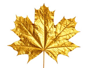 Isolated, golden maple leaf against white background; detailed view