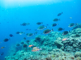 ホウライヒメジ, Whitesaddle goatfish, Parupeneus ciliatus, ヒメジ科,
メジナ, Largescale Blackfish, Girella punctata, イスズミ科,
ニザダイ（ニザダイ科）, Sawtail, Prionurus scalprum, 
他の群れ。
静岡県伊豆半島南伊豆町中木ヒリゾ浜-2025年
