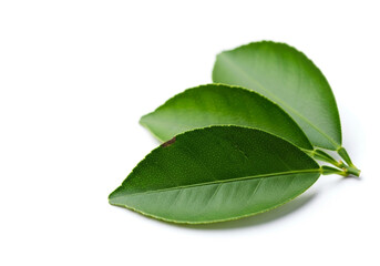 Obraz premium Green leaf pair with soft highlights on white background, minimal botanical cutout for eco product packaging, wellness graphics and natural brand storytelling