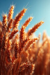 Golden wheat stalks in sunlit field