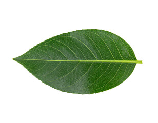 Obraz premium Single fresh green jackfruit leaf isolated on a white background.