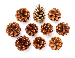 Pine cones arranged on white surface