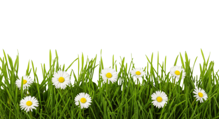 Green grass and daisy flowers isolated on white or transparent background