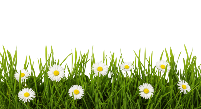 Green grass and daisy flowers isolated on white or transparent background