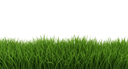 Green grass isolated on white or transparent background